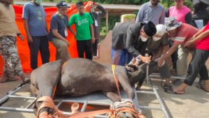 Tinjau Tempat Pemotongan Hewan, Bupati Wajo Ikut Sembelih Hewan Kurban
