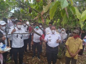 Sinergi dengan BNI, Pemkab Wajo Dorong Petani Kakao Manfaatkan KUR