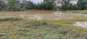 Ribuan Hektar Sawah di Wajo Terendam, Kepala BPTPH Sulsel Usulkan ke Kementan untuk Bantuan Pertanian