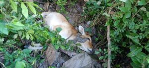 Polres Wajo Berhasil Mengamankan Pelaku Pembunuhan di Kec.Majauleng Kab.Wajo