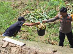 Pakai Seragam,Bhabinkamtibmas Polsek Maniangpajo Polres Wajo Bantu Petani Panen Jagung