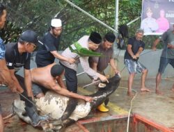 Momen Idul Adha 1445 H, Polres Wajo Berkurban 14 Ekor Sapi, Kepada Warga Kurang Mampu