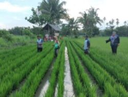 Pemerintahan Pammase Berhasil Tingkatkan Produksi Pertanian di Tahun 2022