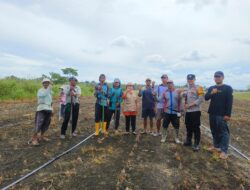 Polsek Belawa Polres Wajo Bersama PPL dan Kelompok tanam jagung
