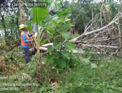 Tiang Listrik Roboh di Pitumpanua Akibat Angin Kencang, Manajer PLN ULP Paria : Petugas Segera Turun Perbaiki Jaringan