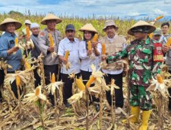 Dukung Ketahanan Pangan Nasional Polsek Maniangpajo Polres Wajo Melakukan Panen Raya Jagung Tahap I