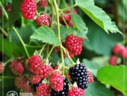 Aktivis Desak Kejari Wajo Bongkar Pelaku Kasus Murbei yang Diduga Merugikan Negara