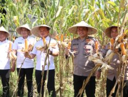 Karo SDM Polda Sulsel Dampingi Tim Itwasum Polri Uji Petik Jagung di Tanralili, Maros