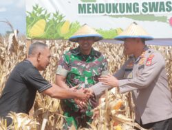 KAPOLRES WAJO: Panen Raya Jagung Wujud Kebersamaan untuk Swasembada Pangan