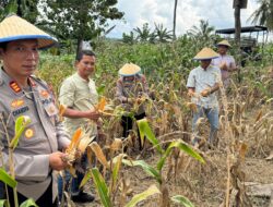 Bersama Petani, Kapolsek Tempe Wujudkan Ketahanan Pangan Lewat Panen Jagung di Cempalagi