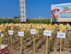 Polda Sulsel Peringkat 2 Serapan Jagung Bulog Terbanyak Se Indonesia